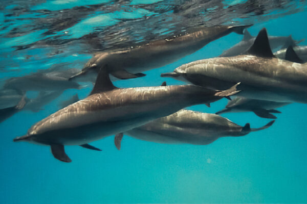 delfini